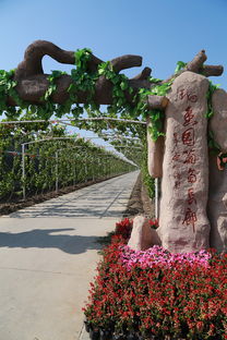 葡萄熟啦！快來創(chuàng)新農(nóng)業(yè)生態(tài)園體驗(yàn)采摘樂趣